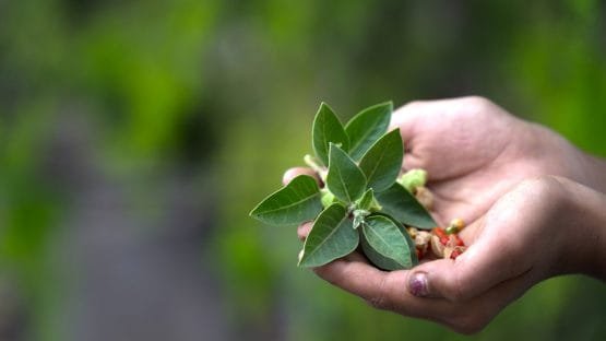 Top 10 Reasons Why India is Switching to Ayurvedic Skincare